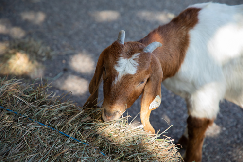 A lamb eating straw