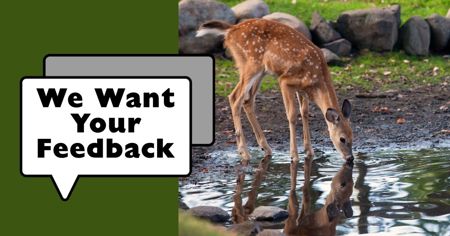 Message We Want Your Feedback with a young deer drinking water from a pond.