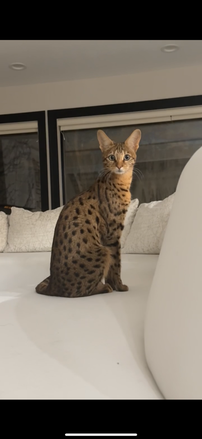 Nyla